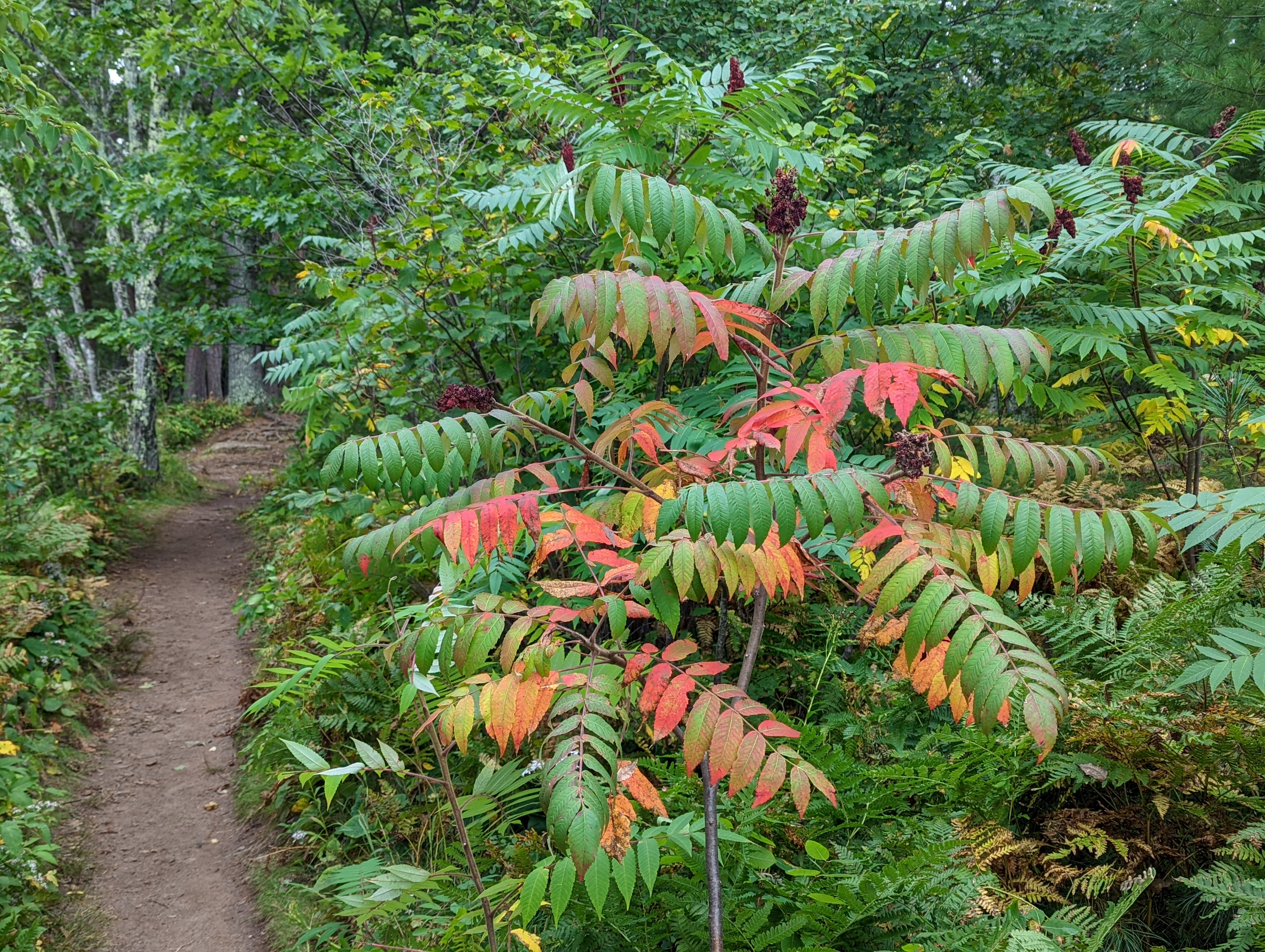 Sumac in a forest.